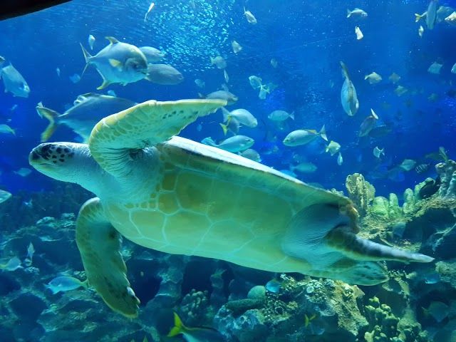 Aquaria
